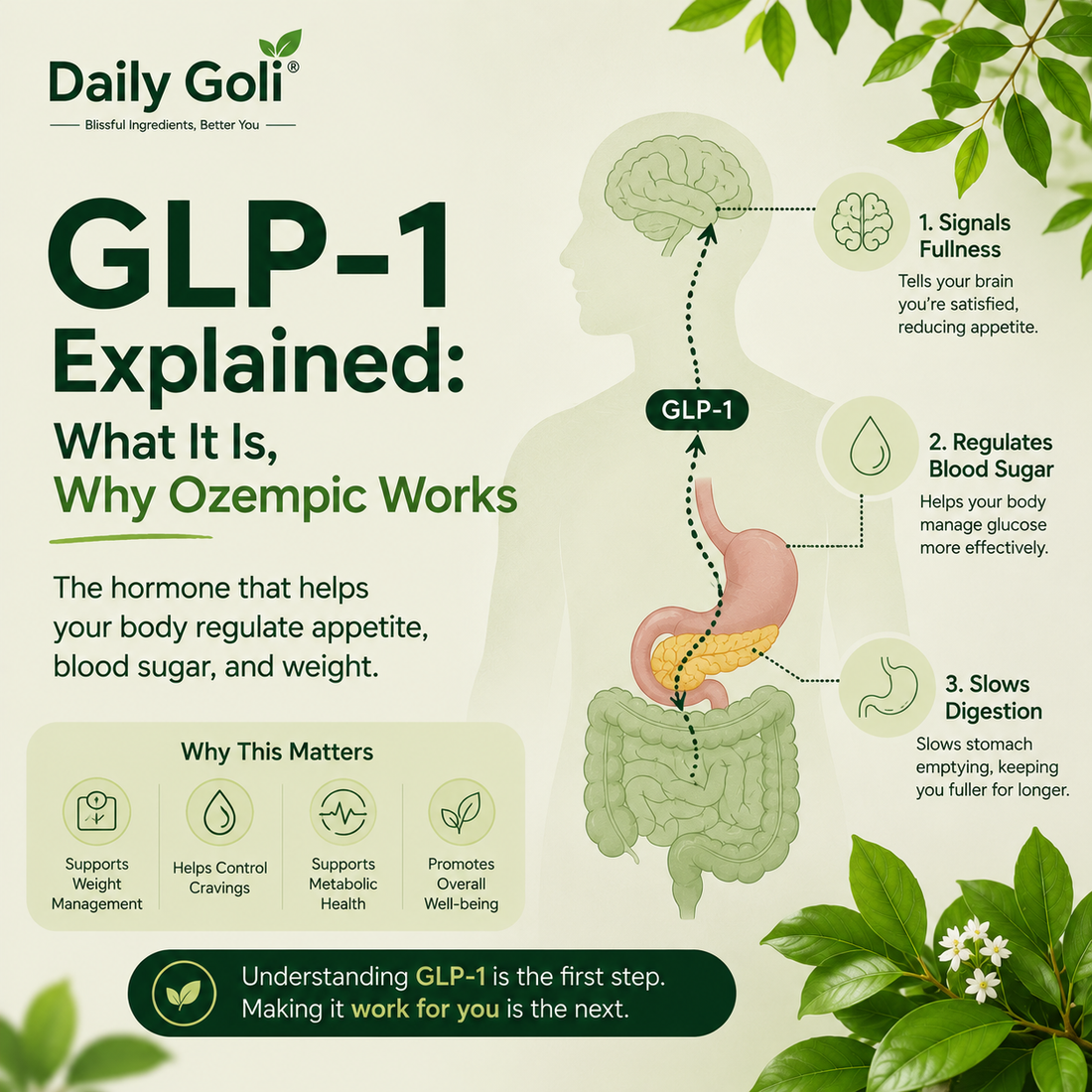 GLP-1 Explained: What It Is, Why Ozempic Works